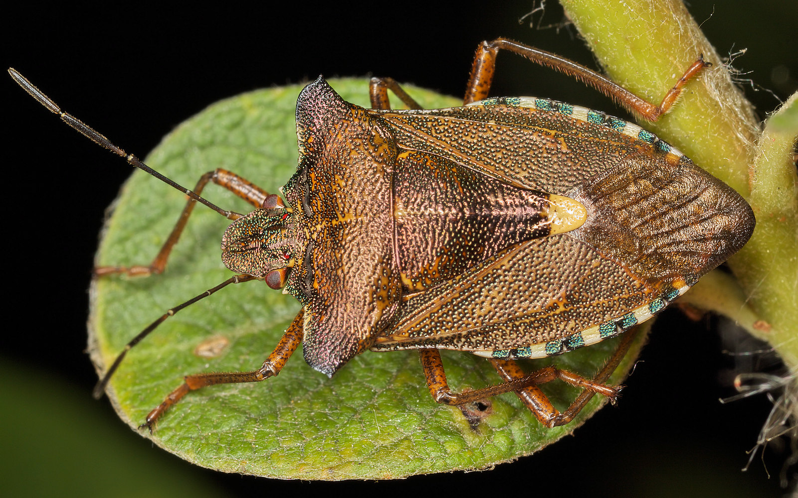 a close up of a bug